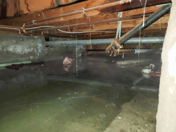 Best Professional water damage repair  in Hoyt Lakes, MN